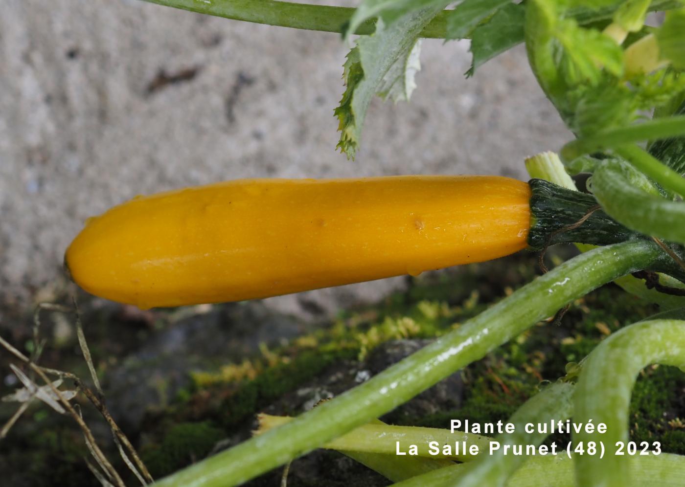 Marrow, Courgette fruit